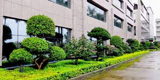 beat365官网 双城全国最大绿化树苗批发市场在哪里